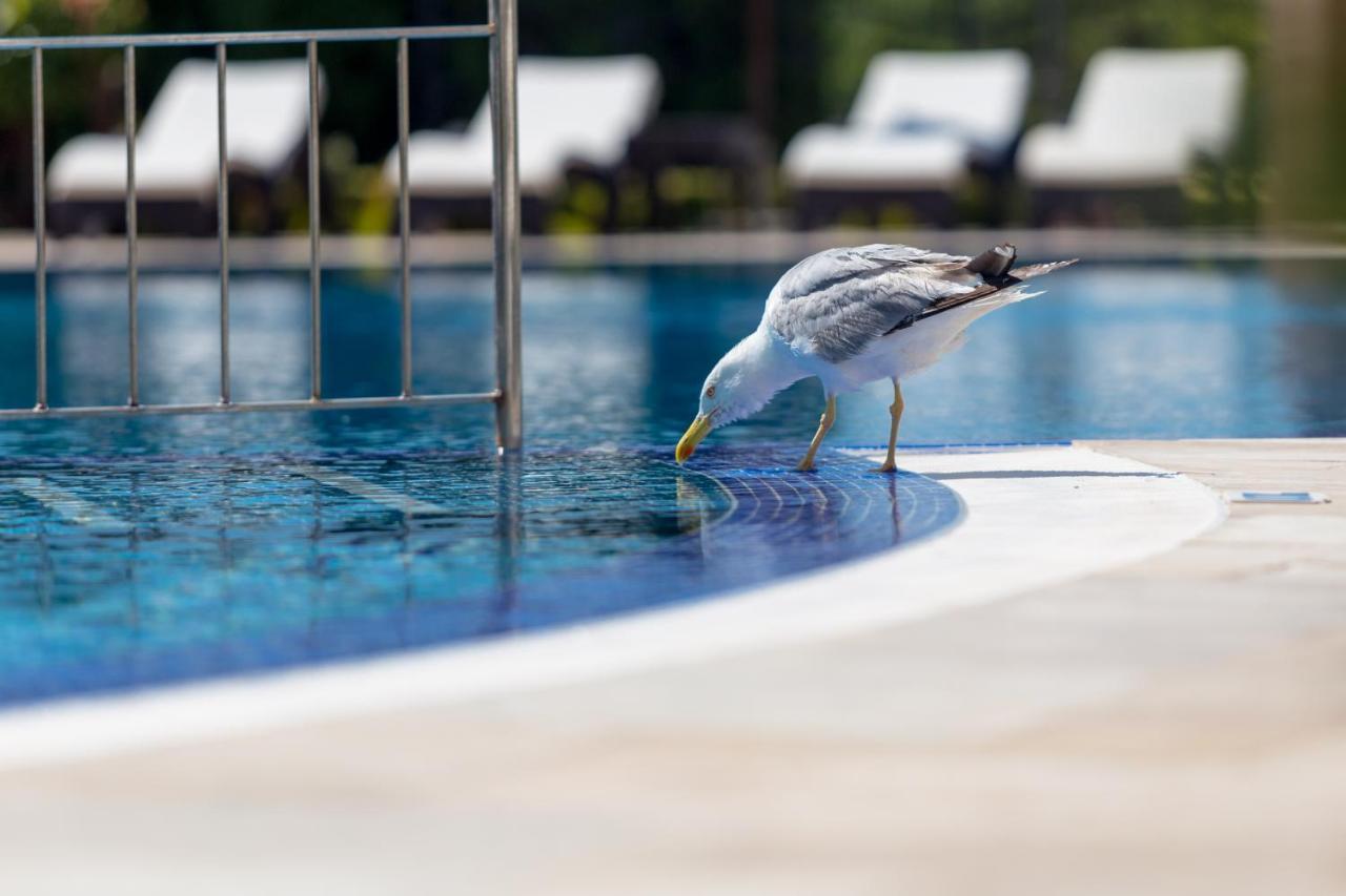Villa Florence Boutique Apart Hotel Święty Włas Zewnętrze zdjęcie